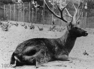 Животные, которые вымерли сравнительно недавно