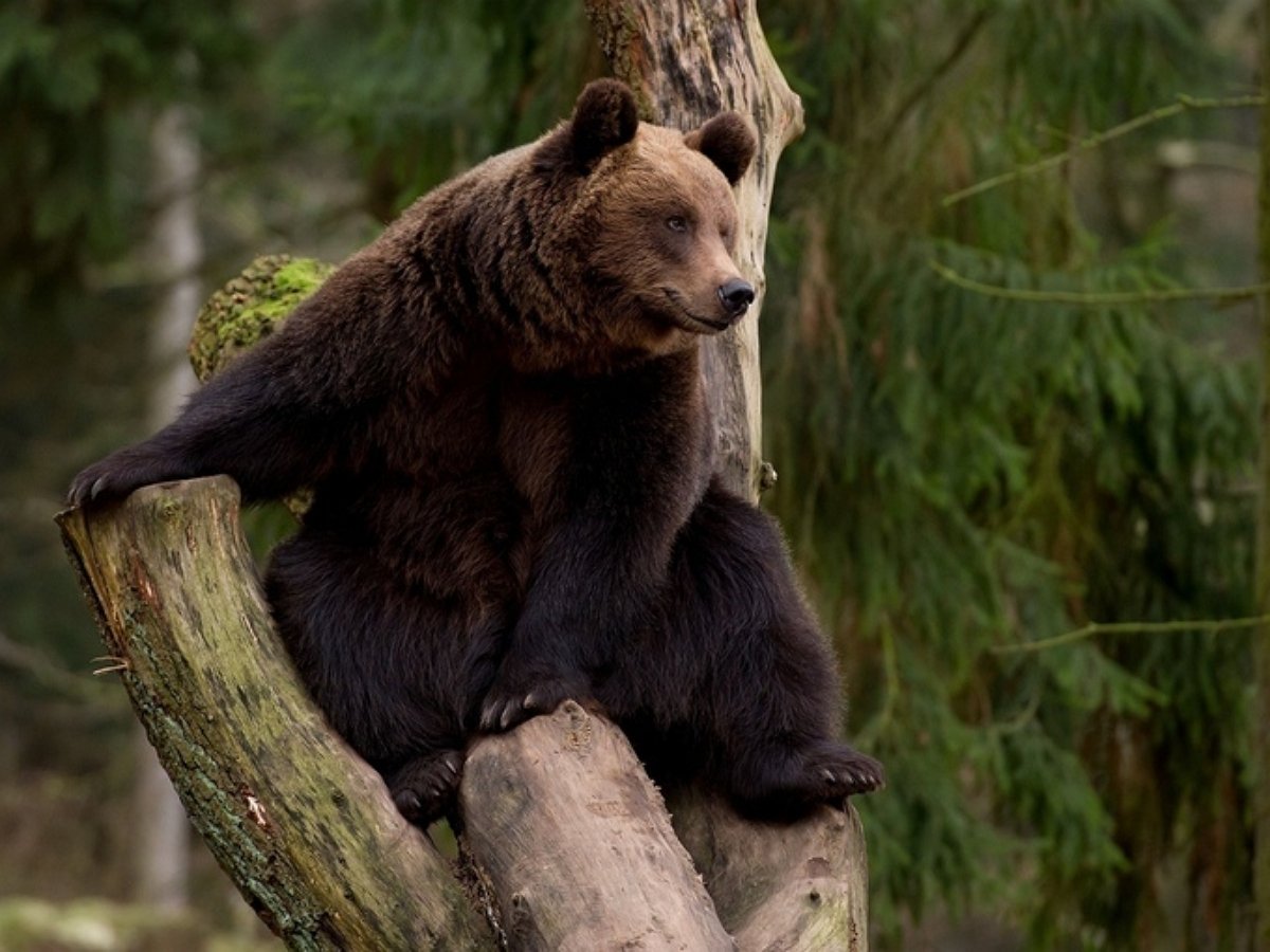 Экстремал со стальными нервами покормил медведя с ладони