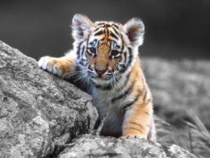 Семейные игры амурских тигров попали на видео