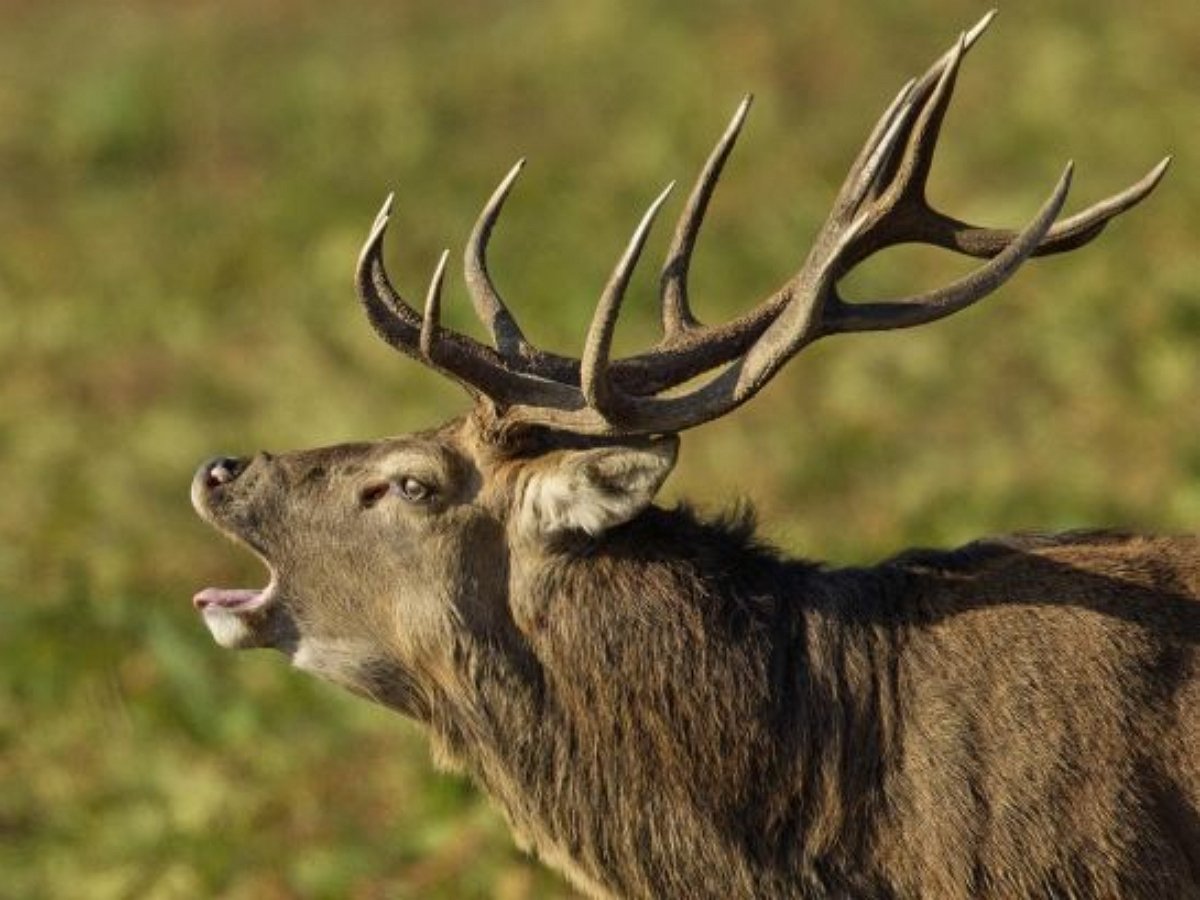 «Бу!»: олень до полусмерти напугал туриста