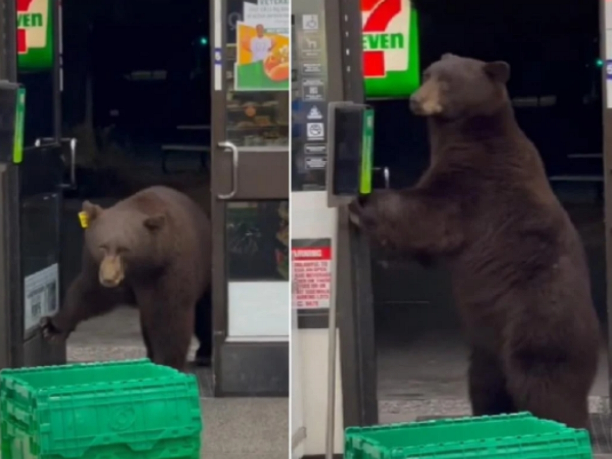 Медведь посетил американский магазин, воспользовавшись на входе санитайзером