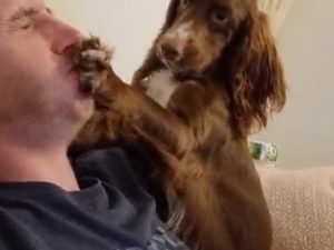 «Чихай в локоть!»: пес следит за гигиеной во время пандемии
