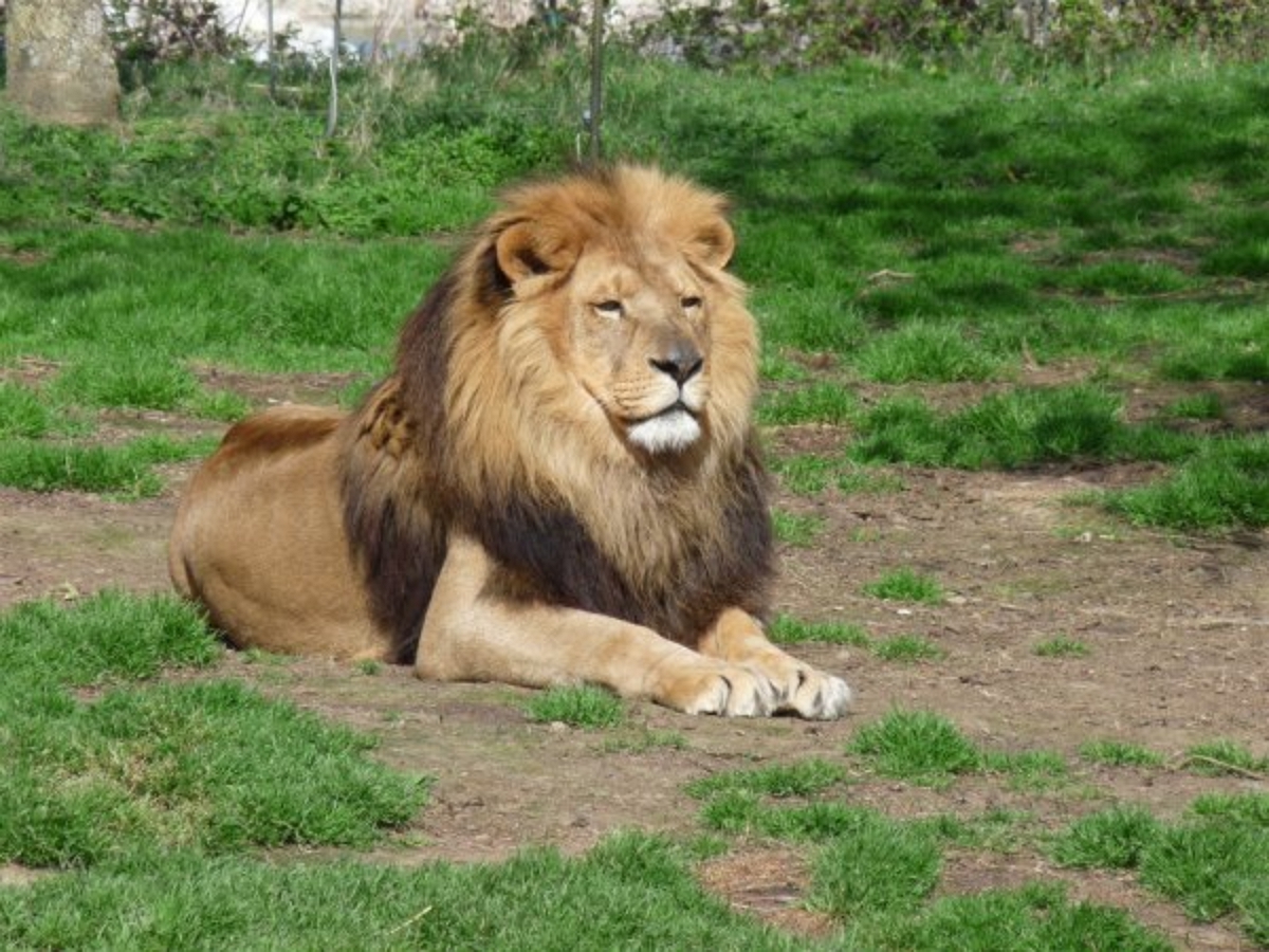 В США посетительница зоопарка призналась льву в любви, проникнув к нему в вольер