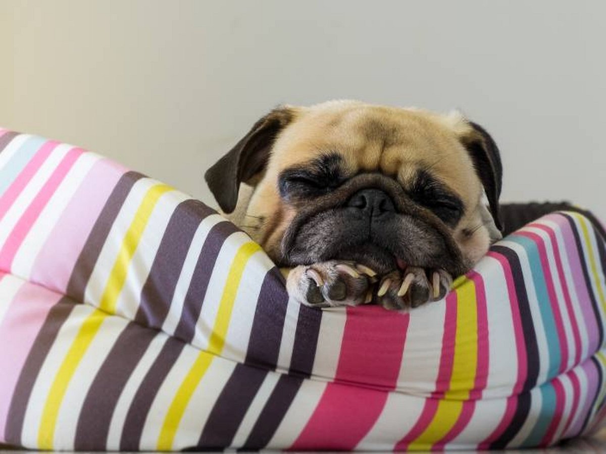 «Отбой!»: собаки отходят ко сну четко, по-военному