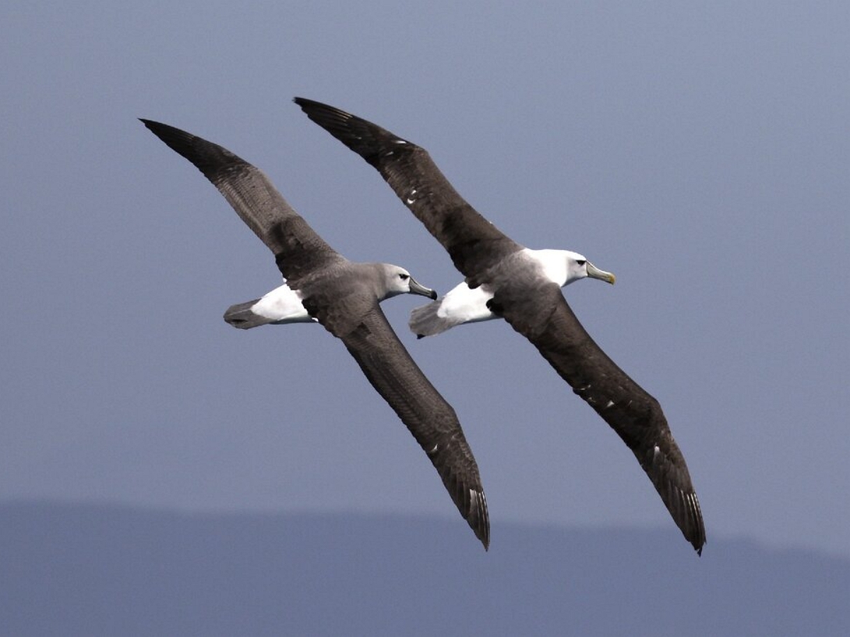 Из-за глобального потепления альбатросы стали чаще “разводиться”