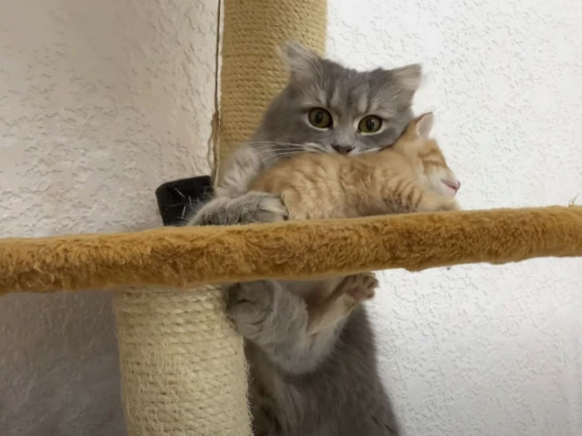 Мама-кошка не дает резвиться котенку-непоседе