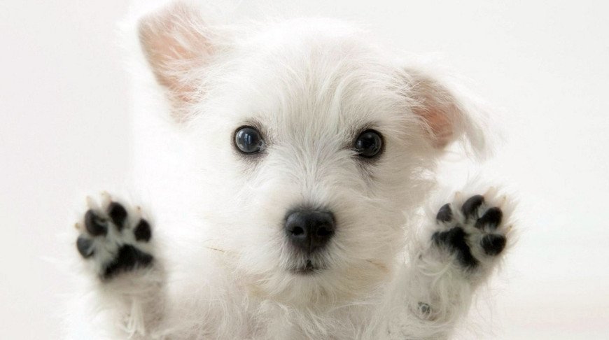 Собака проявила чудеса маскировки, исчезнув посреди комнаты