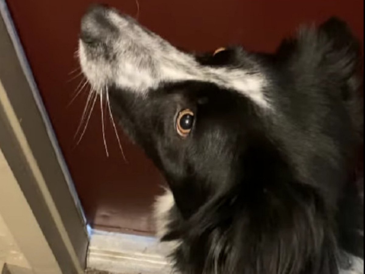 Нагулялся: забавный собачий конфуз повеселил пользователей