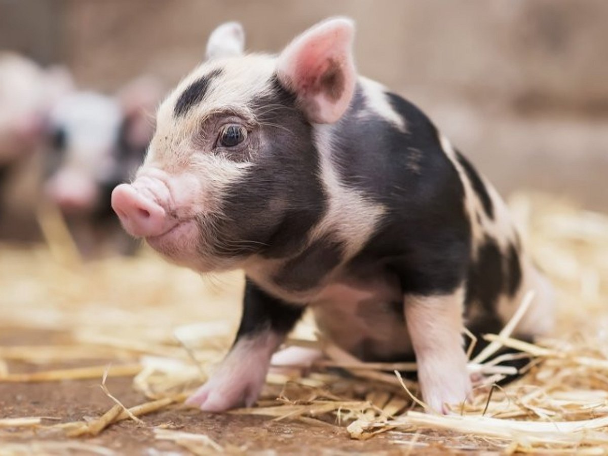 Умная свинья исполняет все команды хозяйки