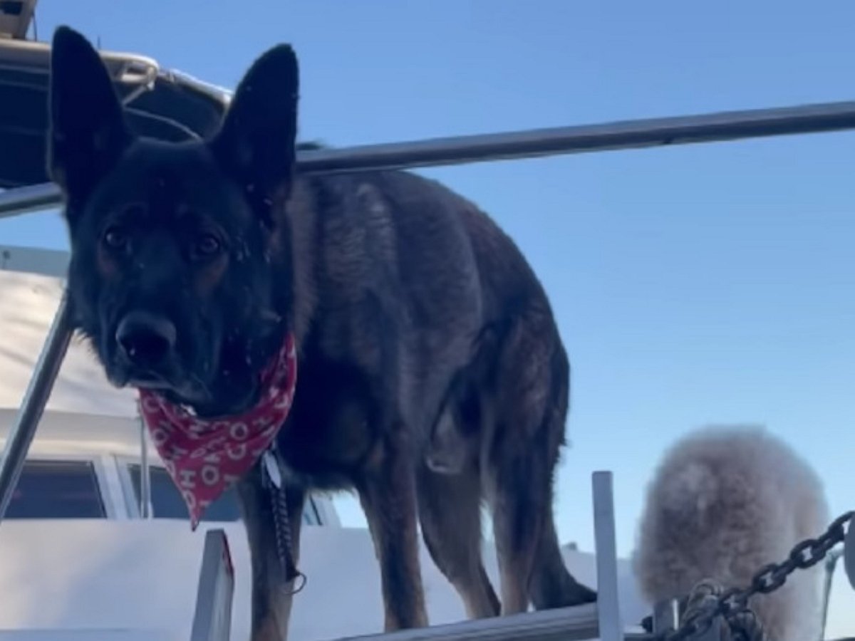 Собаки уморительно пытаются подняться по трапу на борт судна