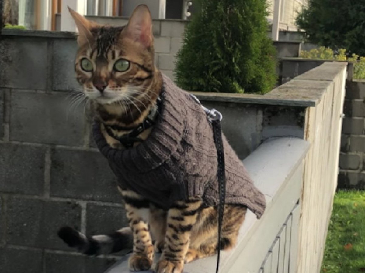 Фотосессия шикарного кота закончилась полным провалом