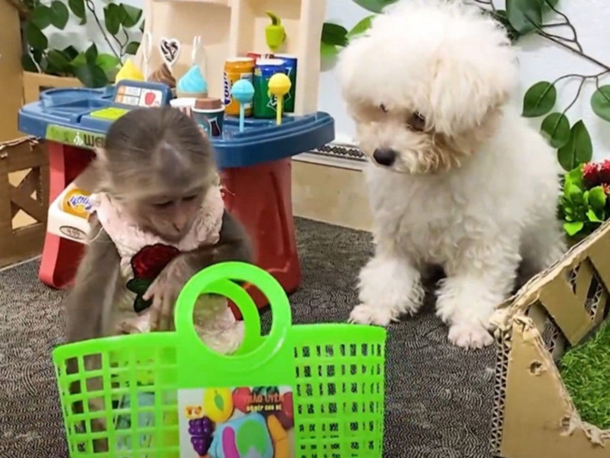 Обезьянка Биби сходила за покупками, умилив пользователей