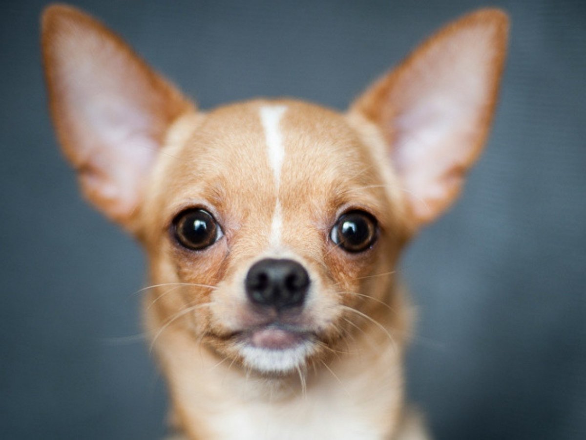 Собачка показала сородичу, кто здесь главный