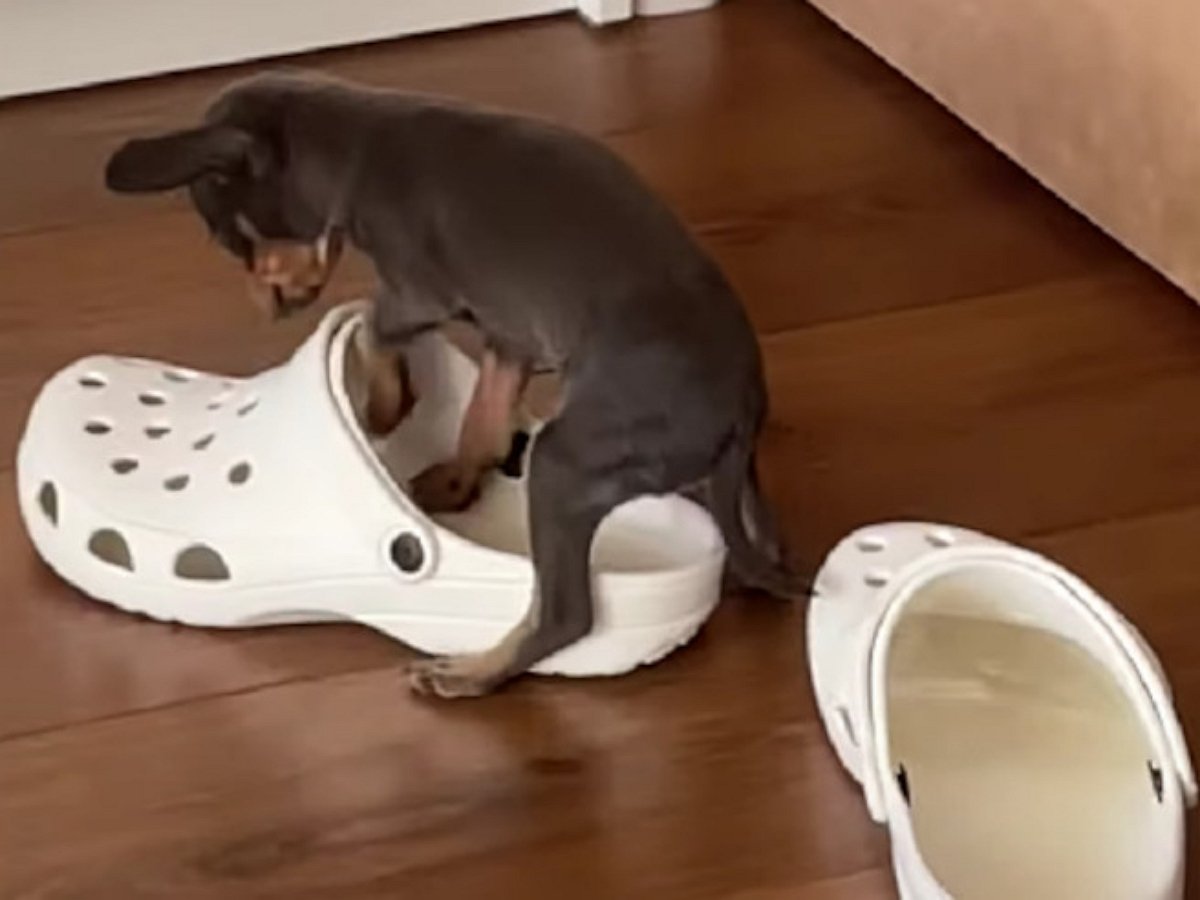 Щенок пытается уместиться в тапке