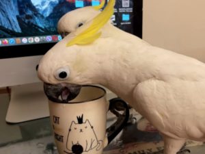 Непослушные попугаи пьют из хозяйской кружки
