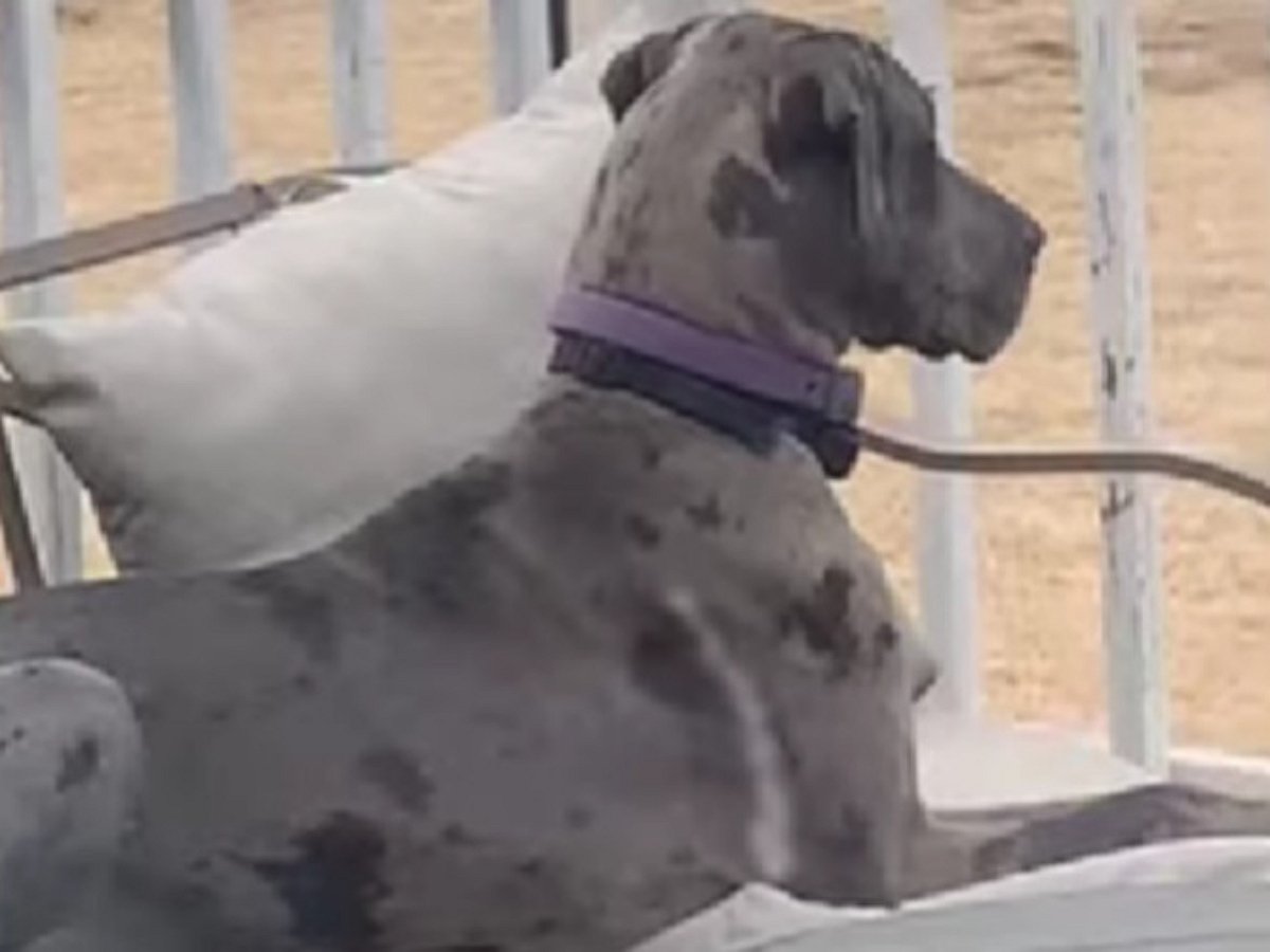 Наглый пес улегся прямо на кота