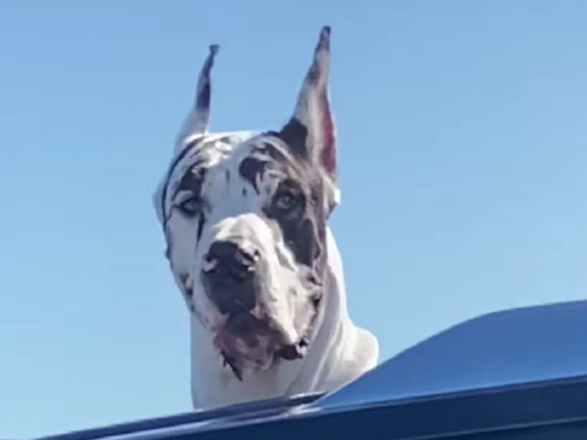 Пес знает, как развлечь себя в поездке