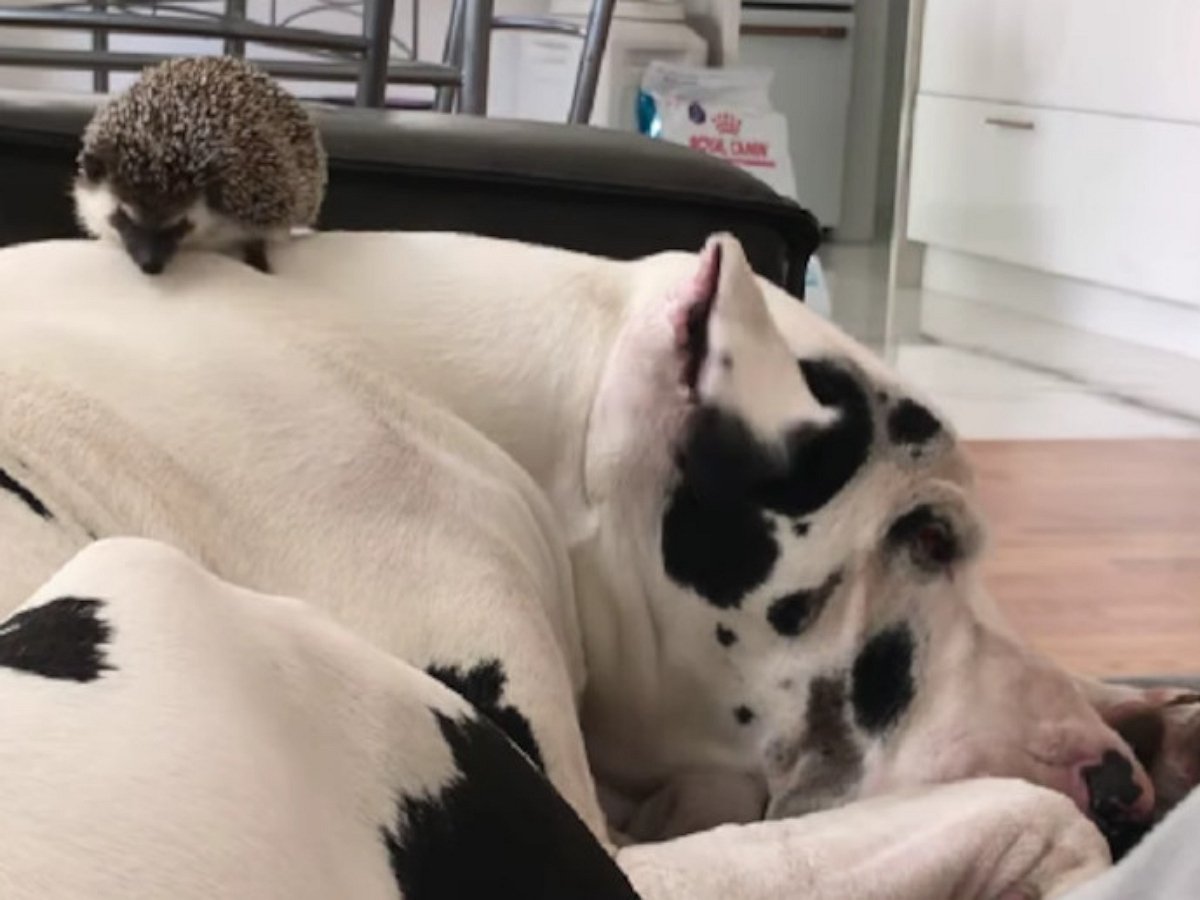 «Кто здесь?»: ежик напугал огромную собаку