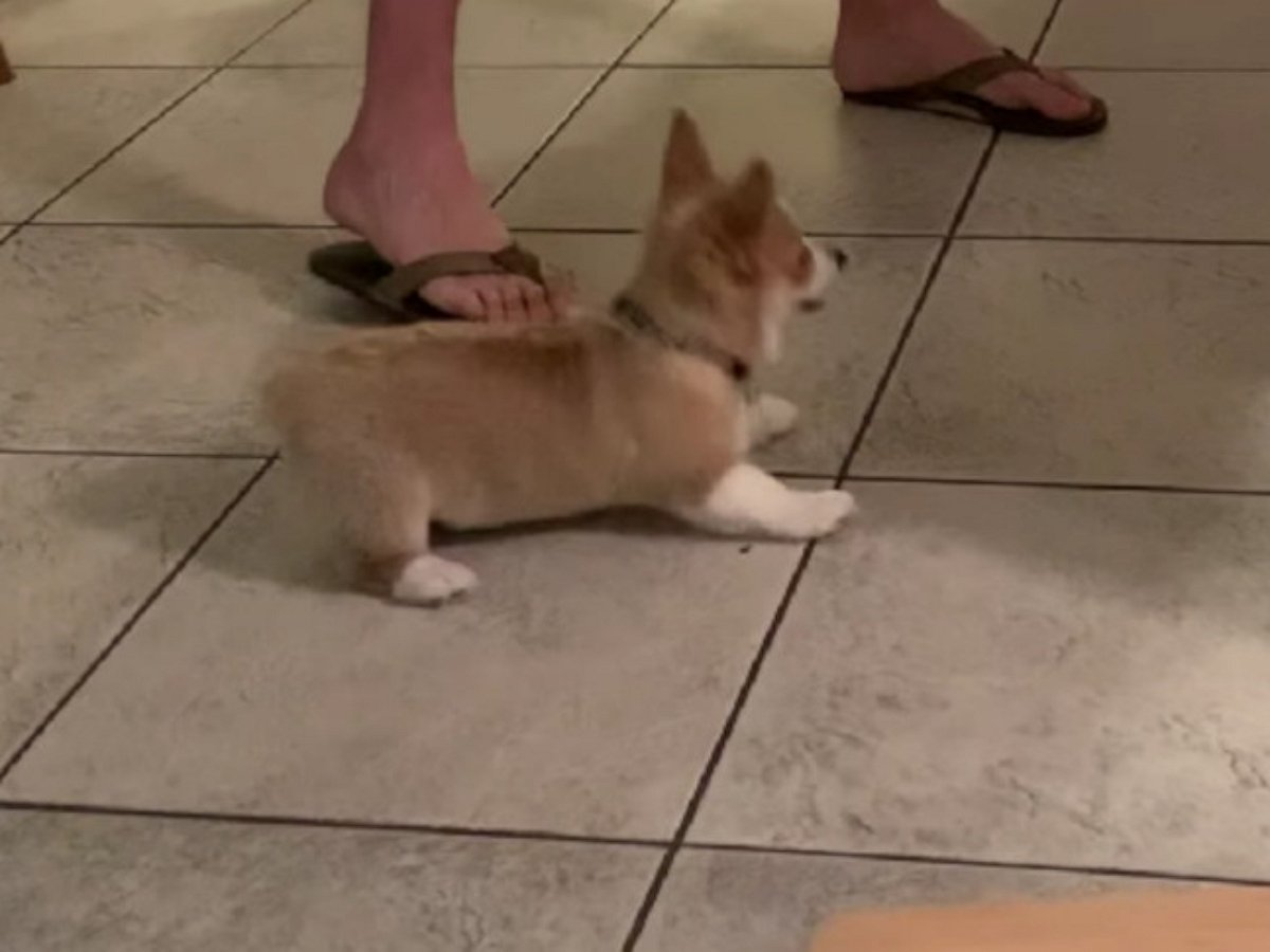 Щенок корги превращает уборку в развлечение для всей семьи