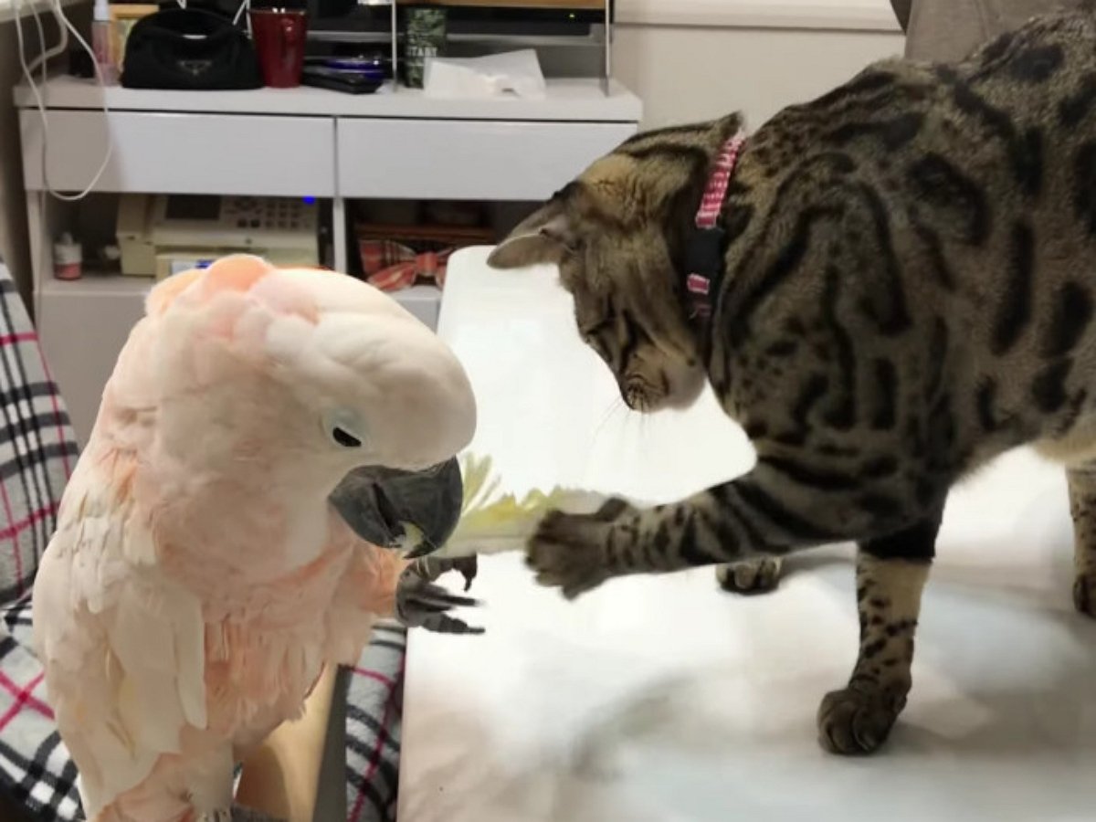 Кот и попугай разыграли между собой перо