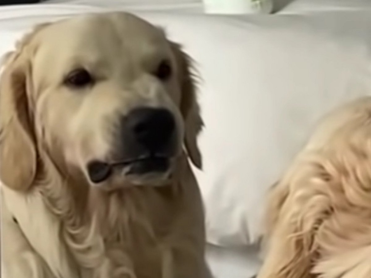 Собака тренируется перед зеркалом делать страшное лицо