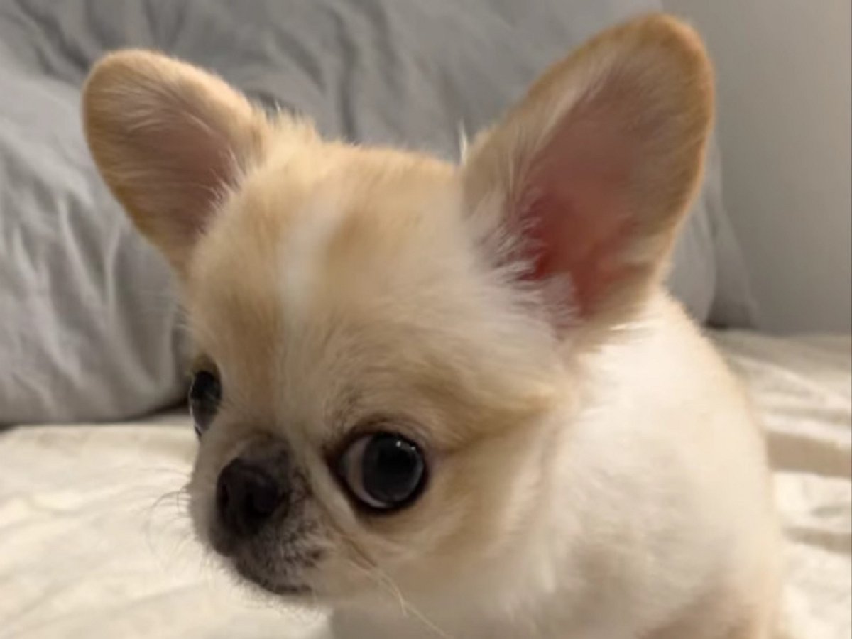 Крошечный пёсик защищает свою добычу как настоящая сторожевая собака