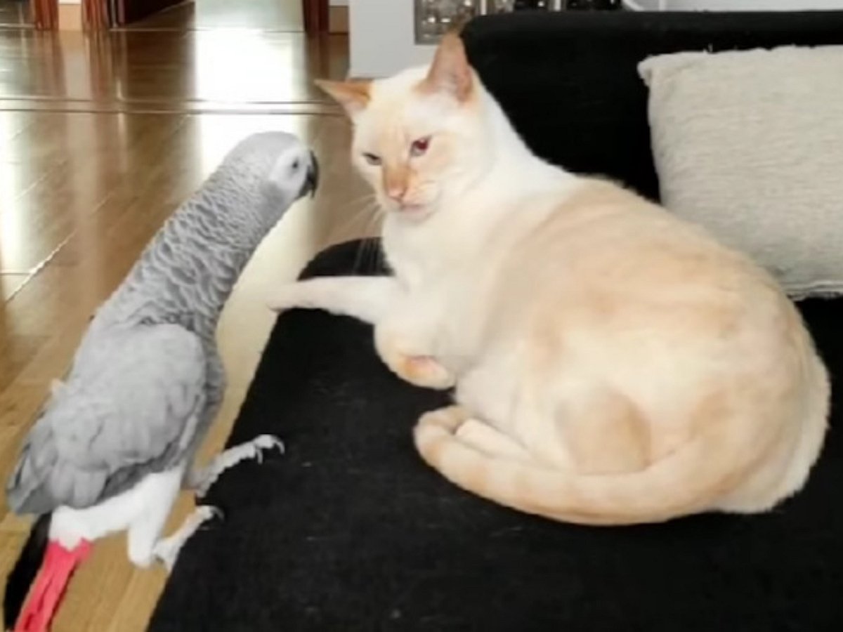 Надоедливый попугай вывел кота из терпения