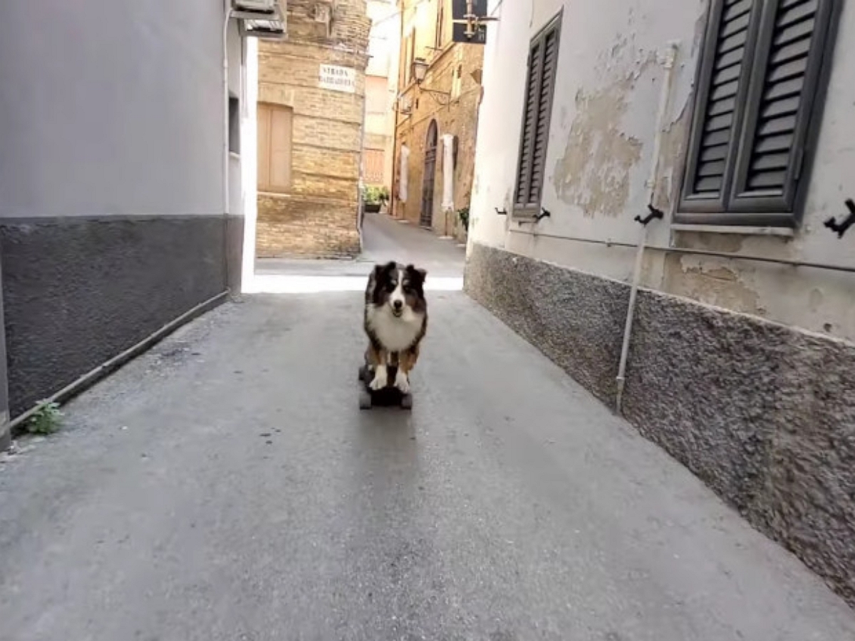 На улицах Италии появился пес – скейтбордист