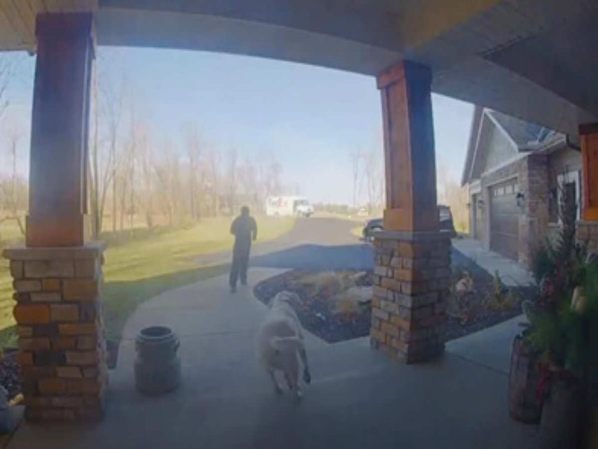 Собака погналась за курьером, чтобы вернуть ему доставленную посылку