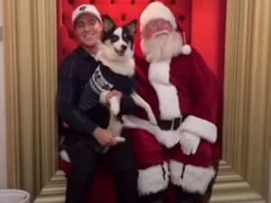 Собака так хорошо вела себя весь год, что хозяева подарили ей встречу с Санта Клаусом