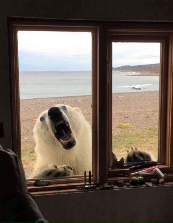 Пугающая и впечатляющая сторона мира животных