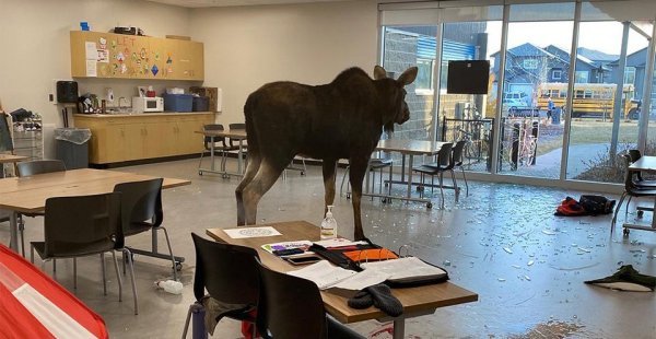 Пугающая и впечатляющая сторона мира животных