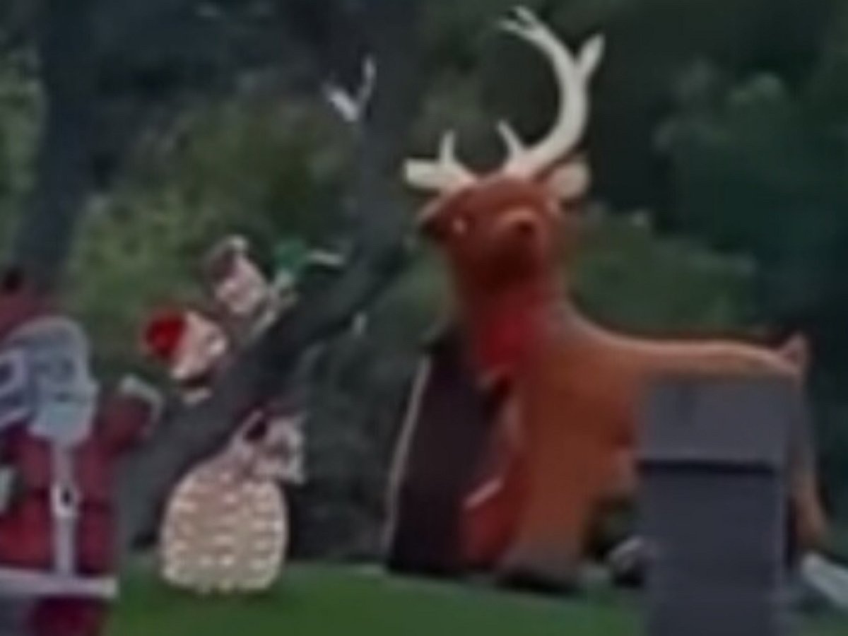 Медвежонок храбро атаковал надувного оленя, приготовленного к Рождеству