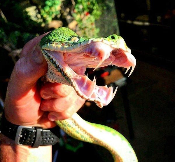 Пугающая и впечатляющая сторона мира животных