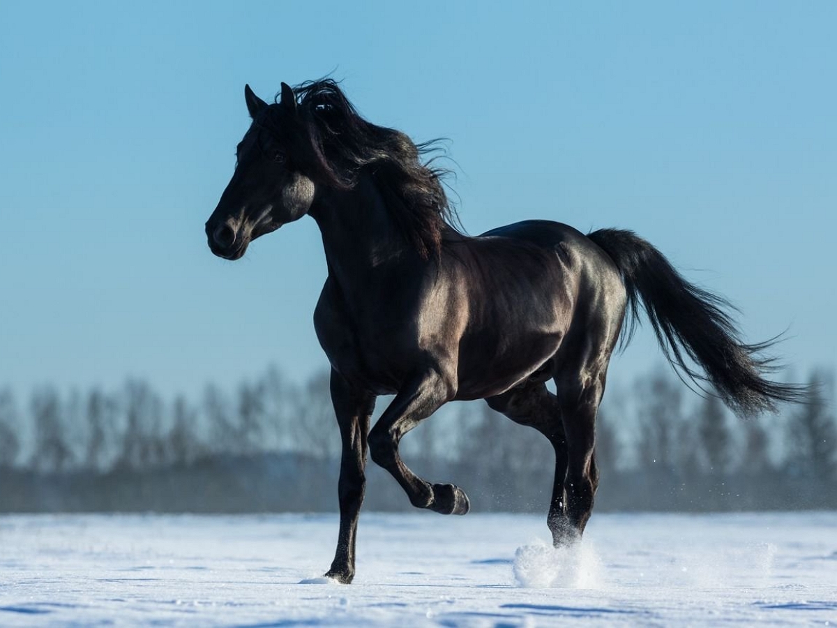 Завораживающее видео: черный конь на белом снегу