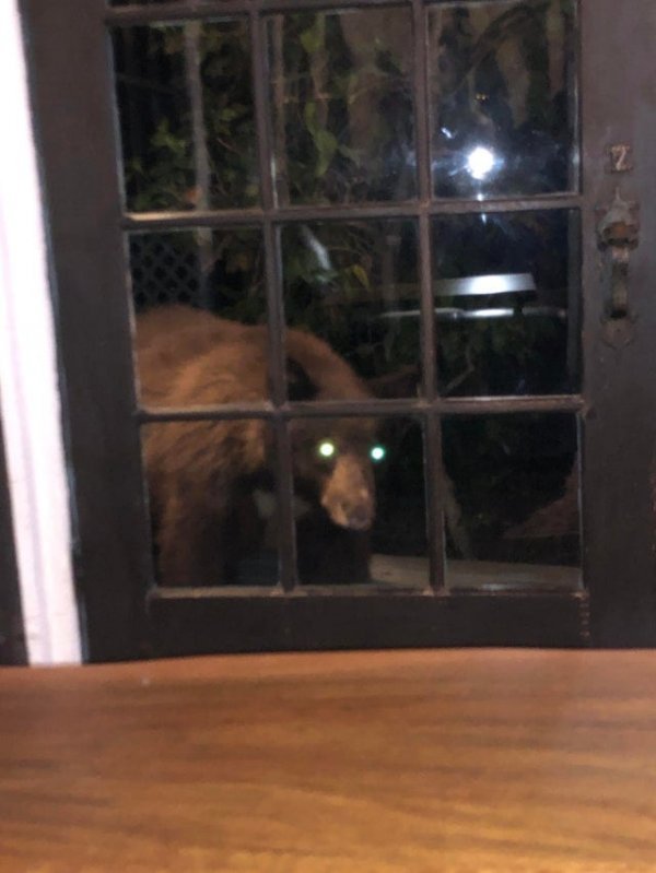 Пугающая и впечатляющая сторона мира животных