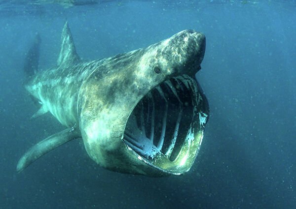 Пугающая и впечатляющая сторона мира животных