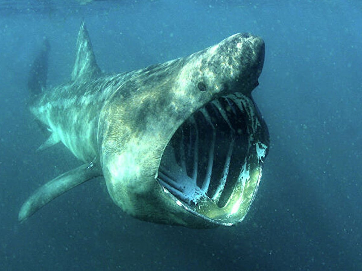 Пугающая и впечатляющая сторона мира животных