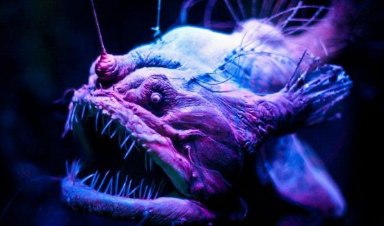 Пугающая и впечатляющая сторона мира животных