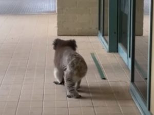 Автоматические двери напугали коалу, решившую посетить университет