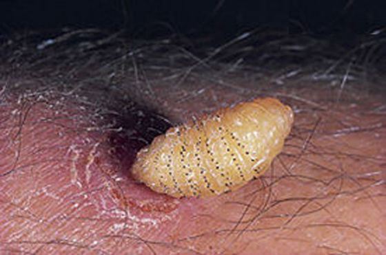 Пугающая и впечатляющая сторона мира животных