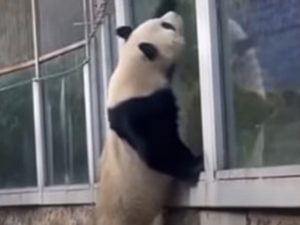Панда пыталась сбежать из зоопарка
