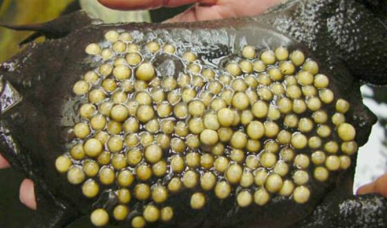 Пугающая и впечатляющая сторона мира животных