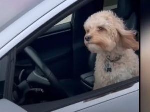 Видео, на котором собака едет за рулем Tesla, привело к полицейской проверке