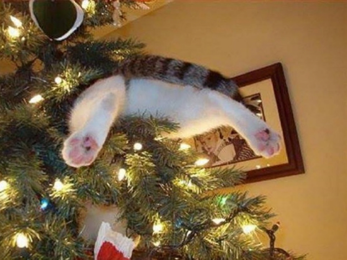 Новогодний лайфхак: как отучить кошку портить елку