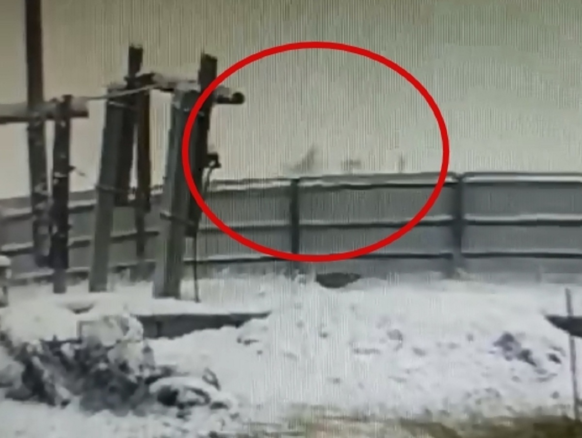 В Якутске стая бродячих собак растерзала женщину на улице