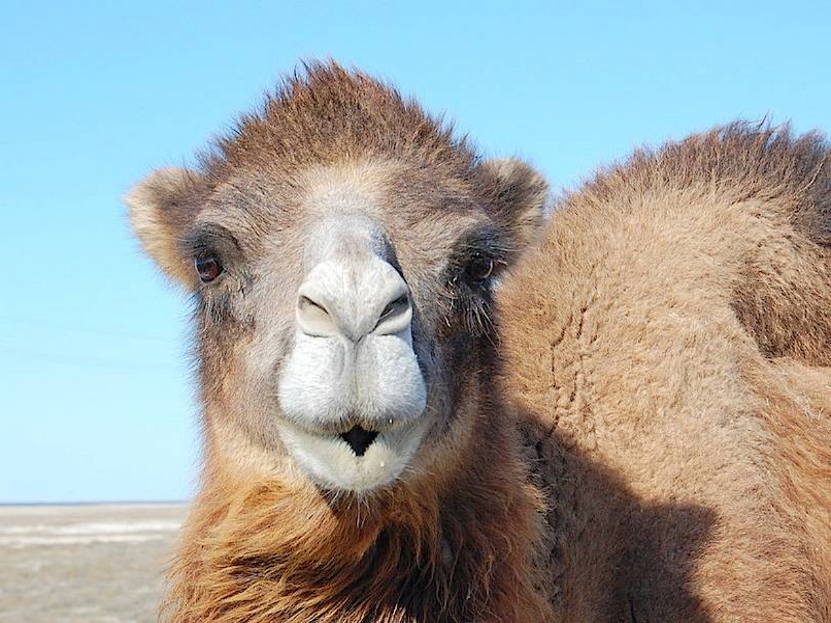 Более 40 верблюдов сняли с конкурса красоты из-за инъекций ботокса