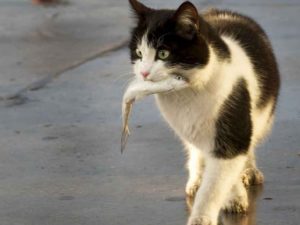 Коты добились своего: они теперь не только показывают, но и продают «рыбов»