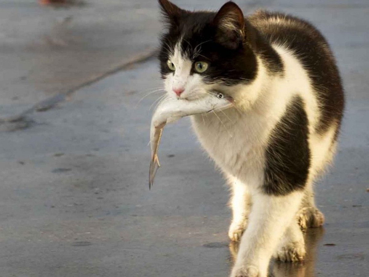 Коты добились своего: они теперь не только показывают, но и продают “рыбов”