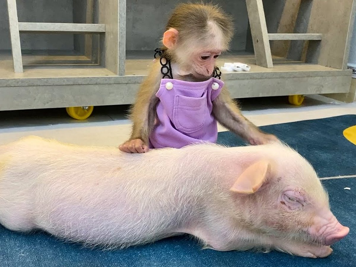 Обезьянка Биби впервые увидела поросенка